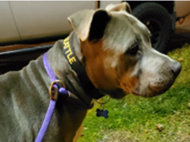 We Help Real Animals